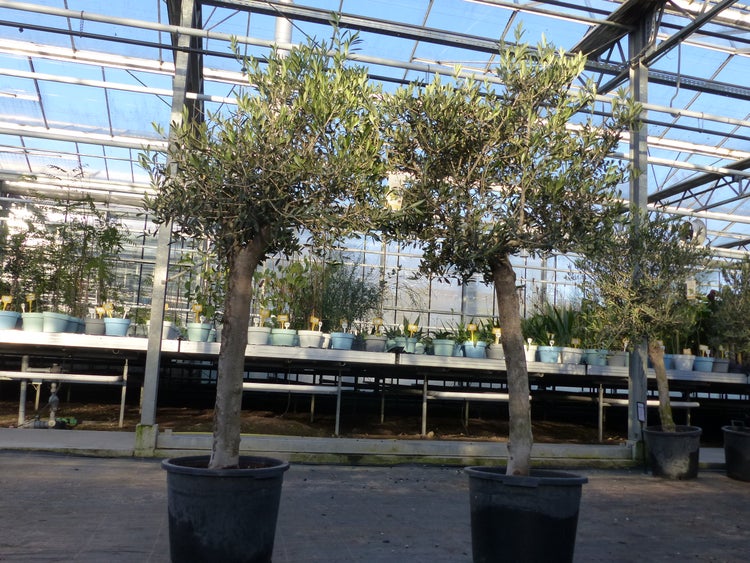 Olivenbaum 15 Jahre Olive Angebot 150 - 170 cm, beste Qualität, winterhart, Olea Europaea