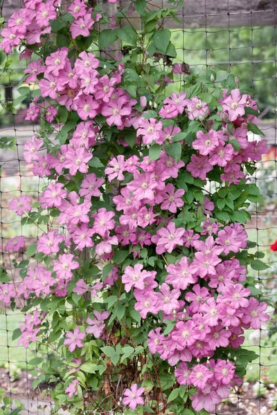 Kletterpflanze mit rosa Blüten und grünen Blättern an einem Gitter