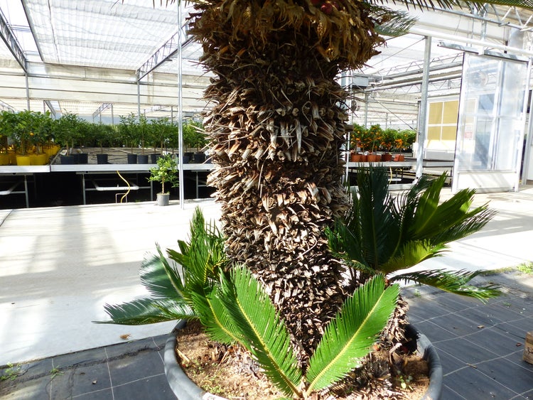 Palme im Topf in einem Gewächshaus