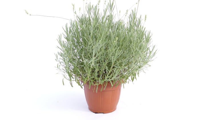 Mehrere Lavendelpflanzen in Kunststofftöpfen auf einer gepflasterten Fläche in einem Gartencenter, umgeben von Rosmarinpflanzen.