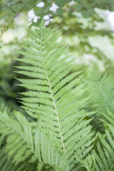 Athyrium filix-femina, Frauenfarn, ca. 9x9 cm Topf