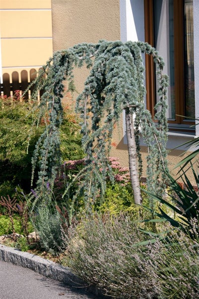 Cedrus libani 'Glauca Pendula', Libanon-Zeder, blaugrün, 150–175 cm