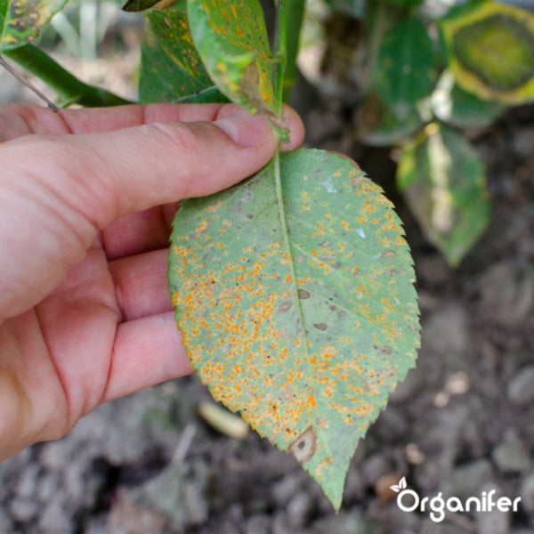 Leaf Diseases Blattkrankheiten Kapseln - 144 Stück - Organifer