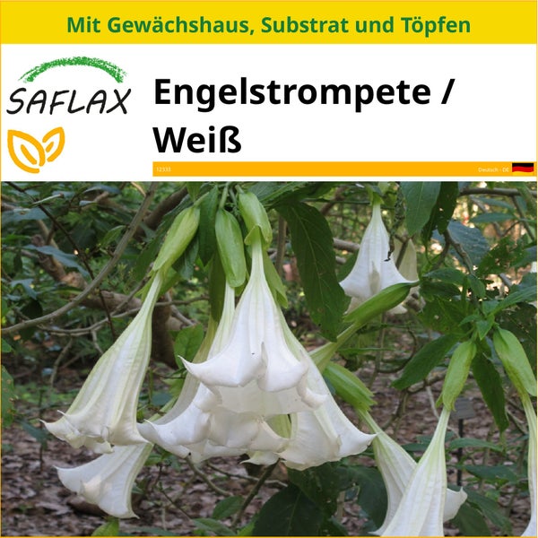 SAFLAX Anzucht Set - Engelstrompete / Weiß - Brugmansia suaveolens - 10 Samen - Mit Mini-Gewächshaus, Anzuchtsubstrat und 2 Töpfen