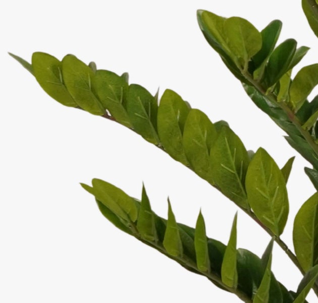 Nahaufnahme einer Tillandsia Luftpflanze mit langen, gebogenen grünen Blättern.