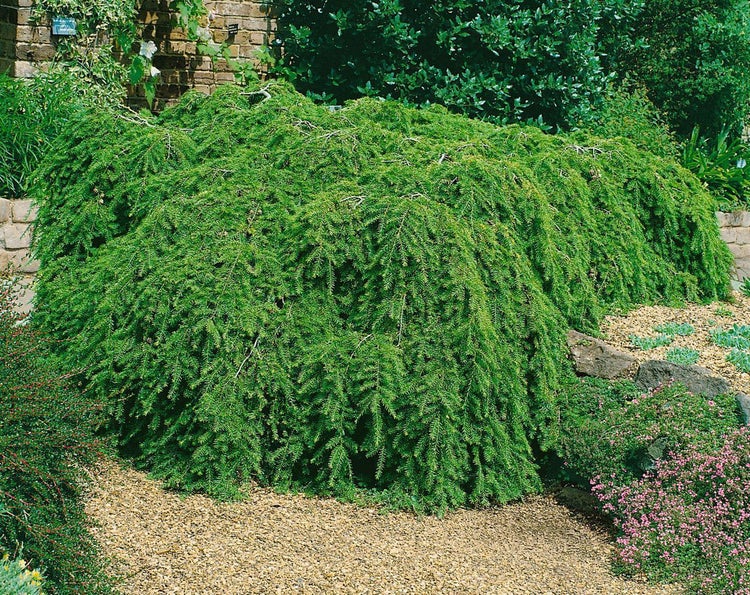 Tsuga canadensis 'Pendula', Kanadische Hemlocktanne, 60–80 cm