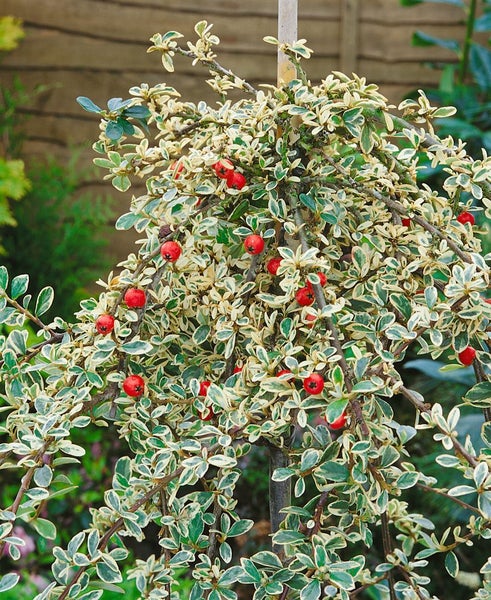 Cotoneaster dammeri 'Juliette', Teppichmispel, immergrün, 80 cm Stammhöhe