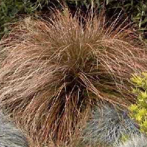 Ziergras im Garten