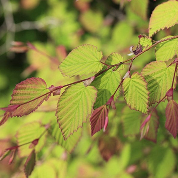 Zweig einer Kätzchenweide mit Blättern
