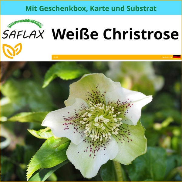 SAFLAX Geschenk Set - Weiße Christrose - Helleborus niger - 6 Samen - Mit Geschenkbox, Versandaufkleber, Geschenkkarte und Anzuchtsubstrat