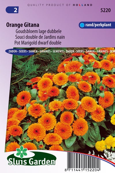 Orange Gitana Ringelblumen-Samenpackung für niedrige, gefüllte Pflanzen