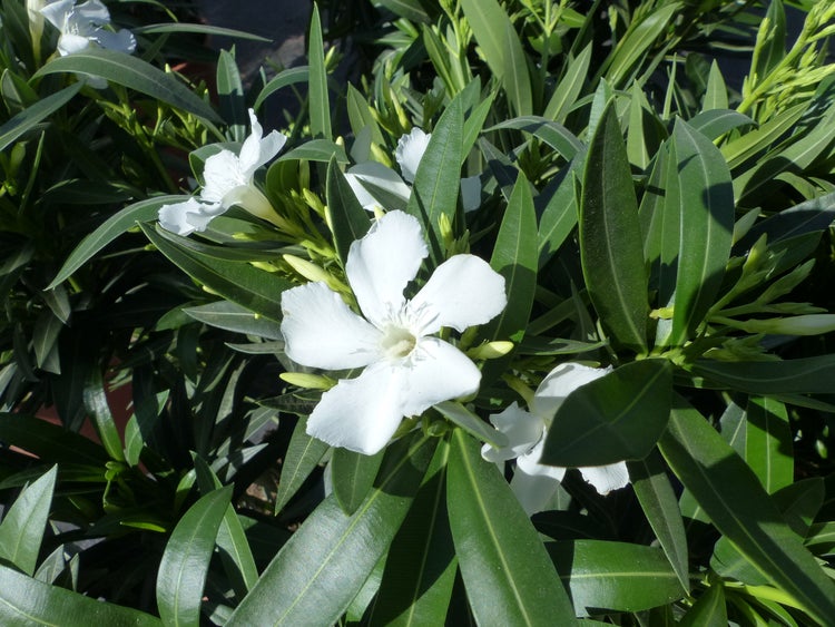 Weißer Oleander (Nerium oleander) mit weißen Blüten und grünen Blättern.