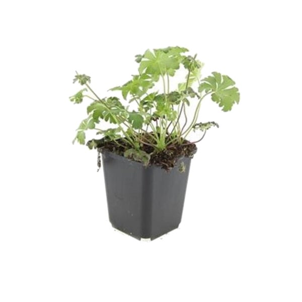 Bodendecker - Schnee-Storchschnabel - Geranium sanguineum 'Album' - 9cm Topf - Set mit 12 Pflanzen