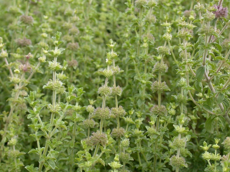 Mentha pulegium, Polei-Minze, aromatisch, ca. 9x9 cm Topf