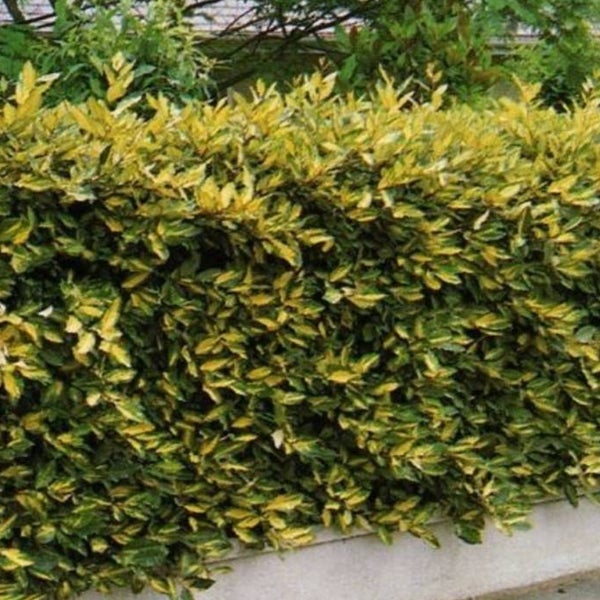 Hecke mit Blättern