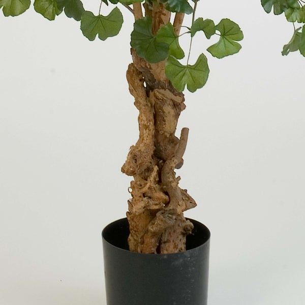 Geweihfarn Platycerium mit grünen Blättern in charakteristischer Geweihform.