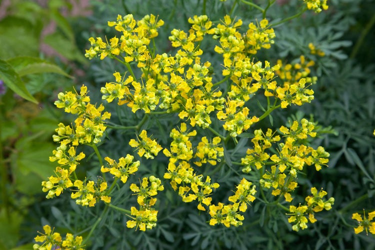 Blühende Weinraute Pflanze im Garten