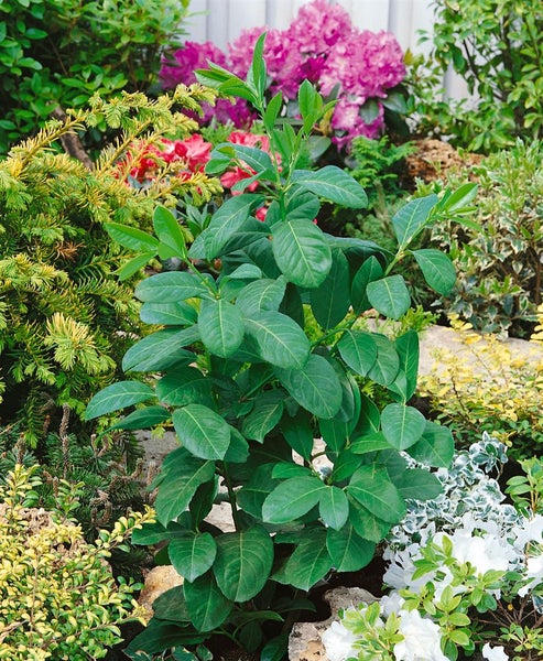 Prunus laurocerasus 'Etna', Kirschlorbeer, immergrün, 60–80 cm