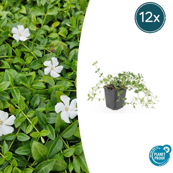 Kleines Immergrün Vinca minor Alba mit weißen Blüten im 12er-Set, nachhaltig angebaut.
