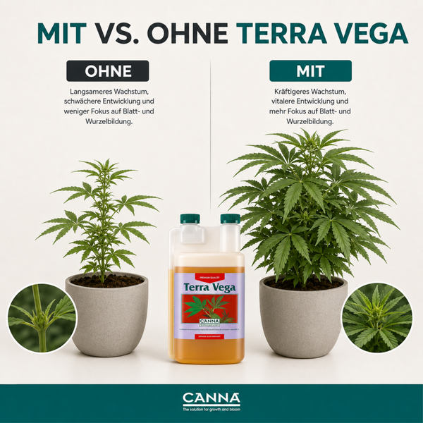 Vergleichsbild zur Wirkung von Canna Terra Vega Pflanzendünger auf das Wachstum von Pflanzen im Topf.