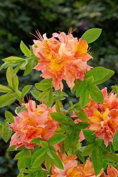 Rhododendron viscosum 'Quiet Thoughts', Sumpf-Rhododendron, 30–40 cm
