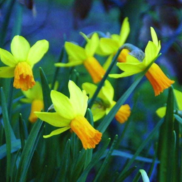 Nahaufnahme von Narzissenblüten im Garten.