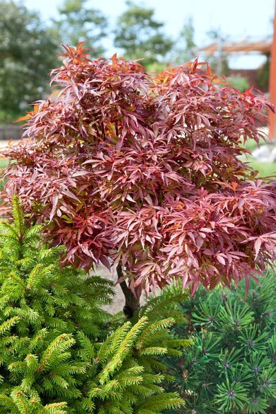 Japanischer Ahorn im Garten