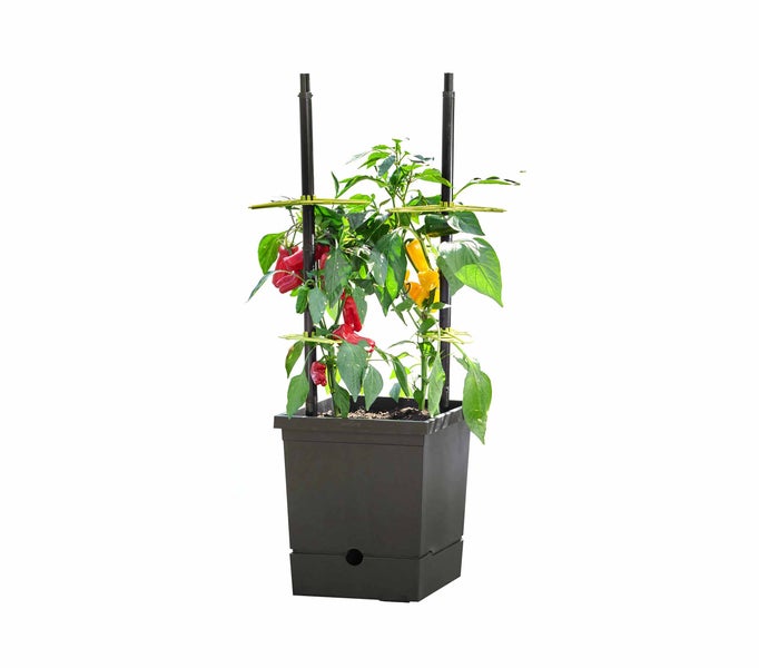 Romberg Tomatentopf mit Selbstbewässerung und Rankhilfe – Recycelter Kunststoff, 17L Pflanztopf, Ideal für Tomaten, Chili und Paprika, Made in Germany