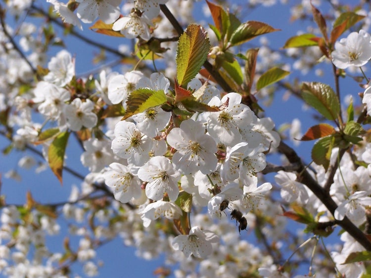SAFLAX Garden to go - Vogelkirsche - Prunus avium - 10 Samen - Mit Topf, Klima - Deckel und Anzuchtsubstrat