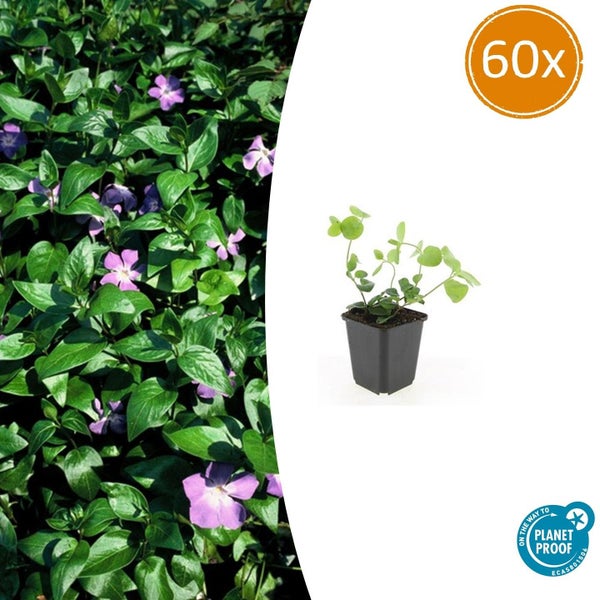 Kleines Immergrün Vinca minor als Bodendecker im 60er Pack mit Planet Proof Logo.