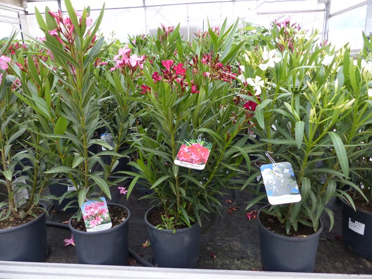 Nerium Oleander Pflanzen in Töpfen mit rosa, roten und weißen Blüten in einem hellen Gewächshaus.