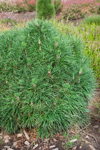Kiefer Busch im Garten