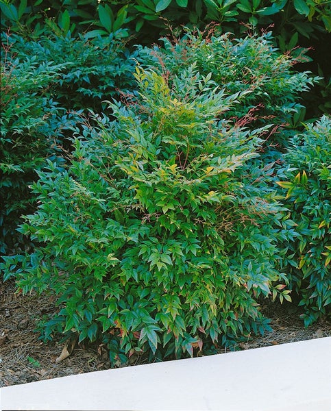 Nandina domestica 'Gulf Stream', Himmelsbambus, kompakt, 40–50 cm