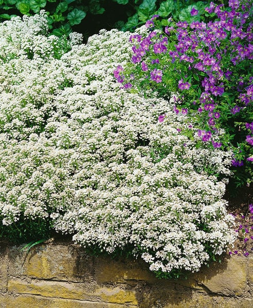 Nahaufnahme von Iberis sempervirens und lila blühenden Pflanzen in einem Garten.