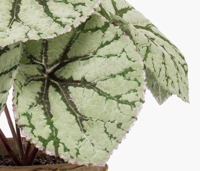Blattbegonie Begonia Rex mit silbrig-grünen gemusterten Blättern und dunklen Blattadern im Topf.