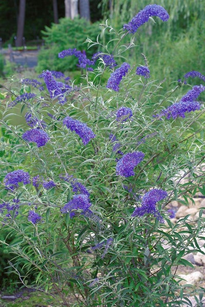 Buddleja davidii 'Nanhoensis', Schmetterlingsflieder, 40–60 cm