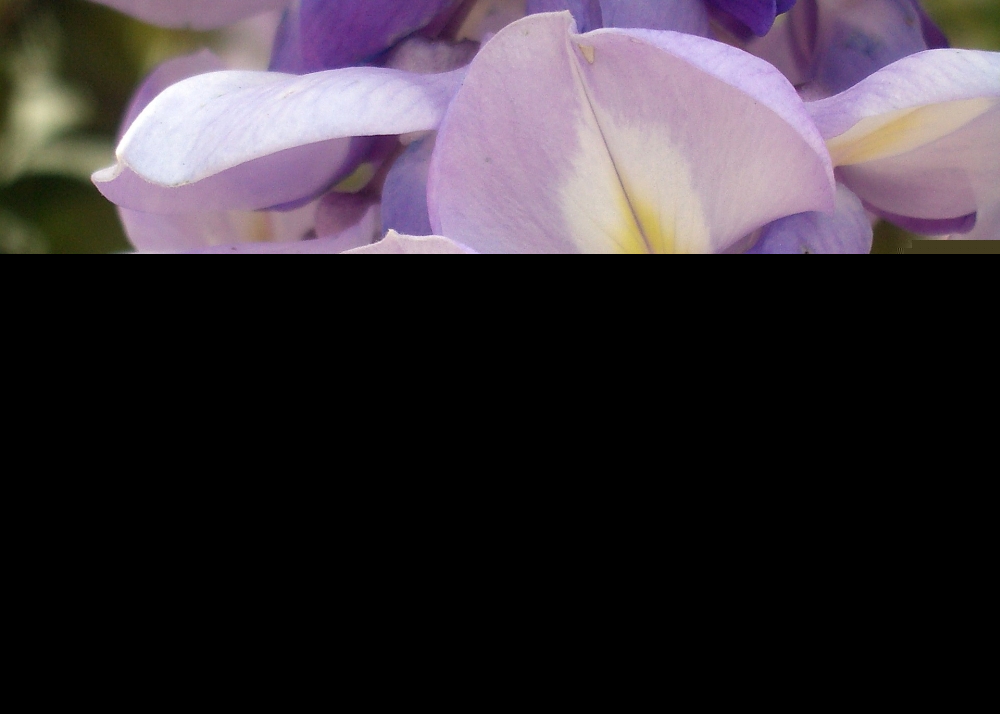 SAFLAX  - Blauregen - Wisteria sinensis - 4 Samen