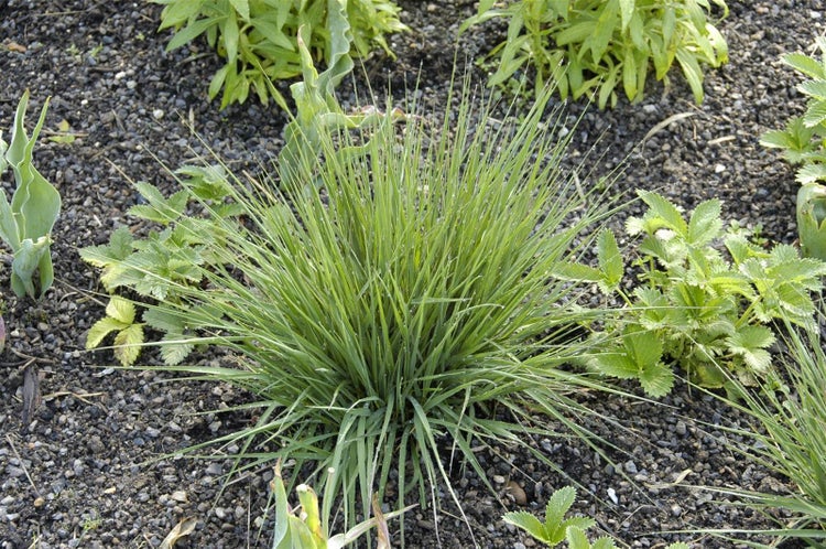 Molinia caerulea 'Edith Dudszus', Moorgras, ca. 9x9 cm Topf