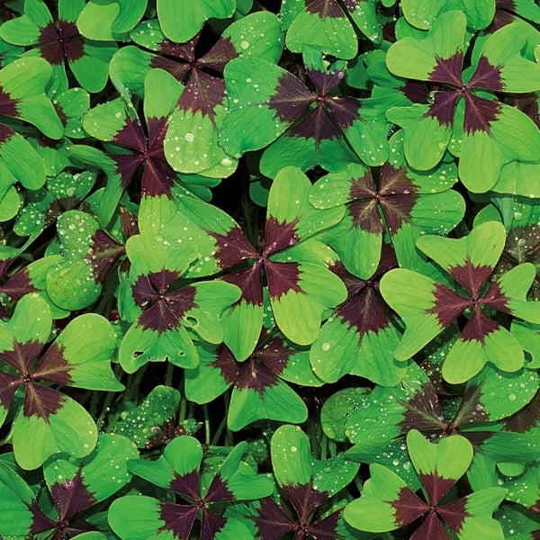 Nahaufnahme von Glücksklee Oxalis tetraphylla mit vierblättrigen Blättern und dunkler Blattmitte.