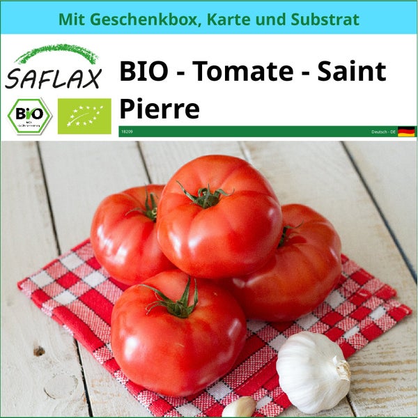 SAFLAX Geschenk Set - BIO - Tomate - Saint Pierre - Solanum lycopersicum - 15 Samen - Mit Geschenkbox, Versandaufkleber, Geschenkkarte und Anzuchtsubstrat