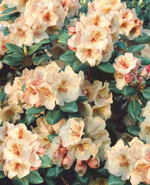 Nahaufnahme eines Rhododendronstrauchs mit Blüten