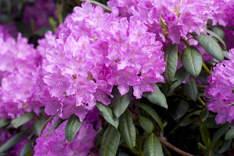Blühender Rhododendron mit Blättern