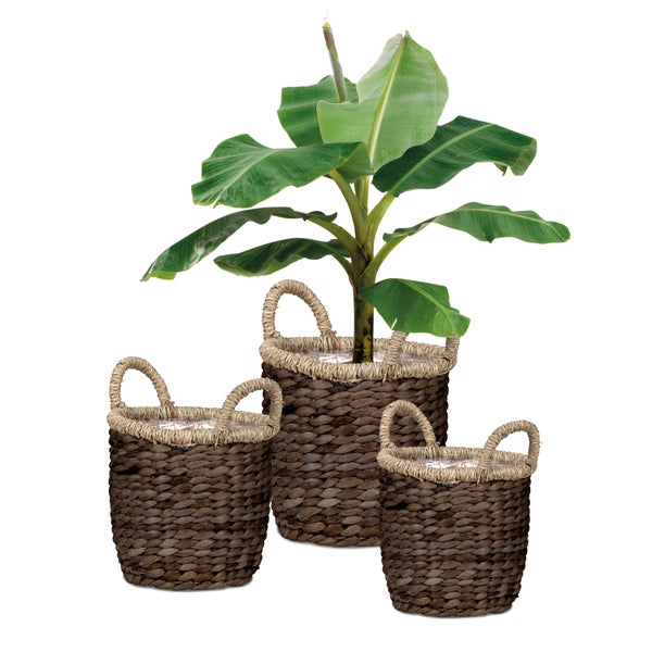 Scheurich Water hyacinth 26, Korbgefäß/Korb-Pflanzgefäß/Korbtopf mit Griffen aus Water hyacinth Farbe: Brown, 26 cm Durchmesser, 23 cm hoch, 10,6 l Vol.