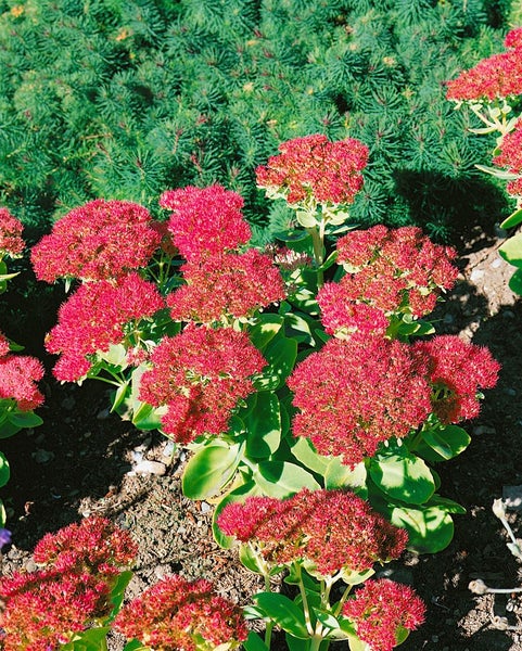 Sedum spectabile 'Brillant', Fetthenne, rosa Blüten, ca. 9x9 cm Topf