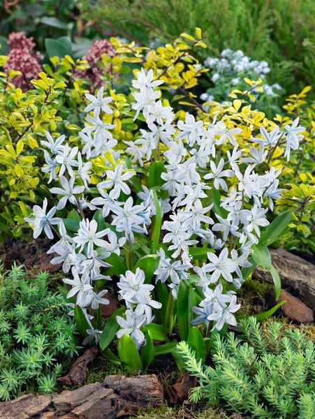 Gruppe von Blaustern-Blumen im Garten