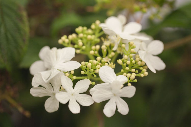 Viburnum plicatum 'Watanabe', Japanischer Schneeball, weiß, 40–60 cm