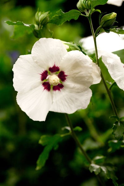 Hibiscus syriacus 'Hamabo', Roseneibisch, rosa Blüten, 80–100 cm