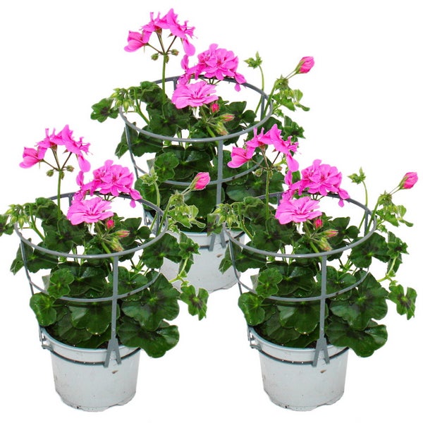 Geranien hängend - Pelargonium peltatum - 12cm Topf - Set mit 3 Pflanzen - helles violett