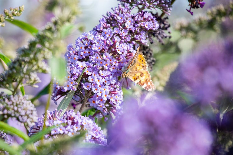 Buddleja 'Lochinch', Schmetterlingsflieder, lavendelblau, 40–60 cm