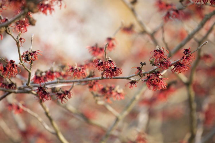 Hamamelis intermedia 'Feuerzauber', Zaubernuss, rot-orange, 60–80 cm